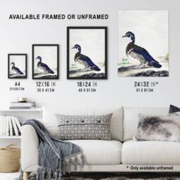 Artery8 Wood Duck Vintage Bird Oil Painting Schouman Framed Wall Art Print in White - Size: A4 - thumbnail 3