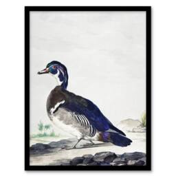 Artery8 Wood Duck Vintage Bird Oil Painting Schouman Framed Wall Art Print in White - Size: A4 - thumbnail 1