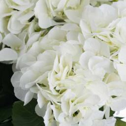 Lemon Pavilion Furniture and Decor White Hydrangea Bouquet Artificial Flower - L34 x W34 x H54 cm - Cream - thumbnail 5
