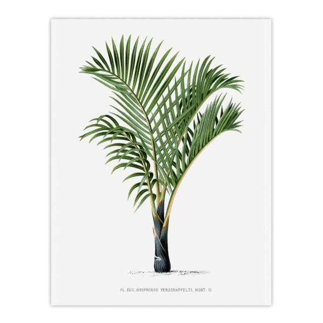 "Artery8 Hyophorbe Verschaffelti Palm Tree Kerchove Wall Art Poster Print in White - Size: W12"" x H16""" - image 1