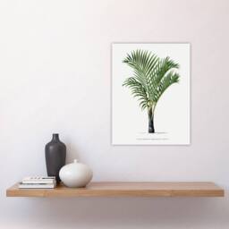 "Artery8 Hyophorbe Verschaffelti Palm Tree Kerchove Wall Art Poster Print in White - Size: W12"" x H16""" - thumbnail 4