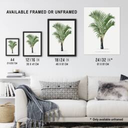 "Artery8 Hyophorbe Verschaffelti Palm Tree Kerchove Wall Art Poster Print in White - Size: W12"" x H16""" - thumbnail 3