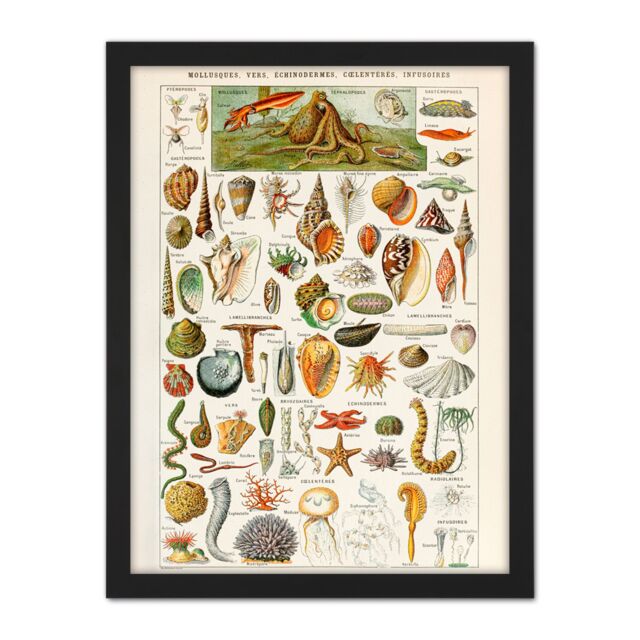 "Artery8 Wall Art Print Millot Encyclopedia Page Shells Molluscs Large Framed Wall Décor Art in Brown - Size: W18"" x H24""" - image 1