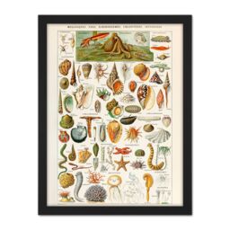 "Artery8 Wall Art Print Millot Encyclopedia Page Shells Molluscs Large Framed Wall Décor Art in Brown - Size: W18"" x H24""" - thumbnail 1