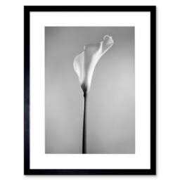 "Artery8 Flower Black & White Calla Lily Home Decor 12x16"" Framed Art Print in Grey - Size: W12"" x H16""" - thumbnail 1