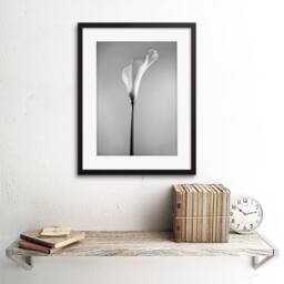 "Artery8 Flower Black & White Calla Lily Home Decor 12x16"" Framed Art Print in Grey - Size: W12"" x H16""" - thumbnail 2