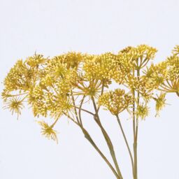 Bloom Artificial Single Dill Spray Stem - Faux Fake Silk Flower Indoor Home Floral Decoration - Measures L42cm in Yellow - thumbnail 2
