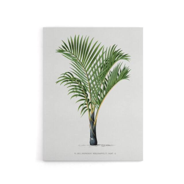 "Artery8 Hyophorbe Verschaffelti Palm Tree Kerchove Canvas Wall Art Print in White - Size: W12"" x H16""" - image 1