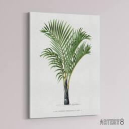 "Artery8 Hyophorbe Verschaffelti Palm Tree Kerchove Canvas Wall Art Print in White - Size: W12"" x H16""" - thumbnail 2