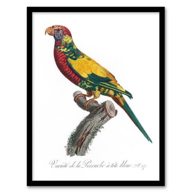 "Artery8 The Rainbow Lorikeet Parrot Levaillant Framed Wall Art Print in White - Size: W12"" x H16""" - image 1