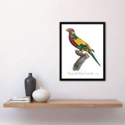"Artery8 The Rainbow Lorikeet Parrot Levaillant Framed Wall Art Print in White - Size: W12"" x H16""" - thumbnail 4