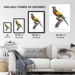 "Artery8 The Rainbow Lorikeet Parrot Levaillant Framed Wall Art Print in White - Size: W12"" x H16""" - thumbnail 3