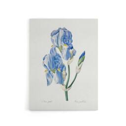 "Artery8 Iris Pallida Botanical Redoute Vintage Canvas Wall Art in White - Size: W18"" x H24""" - thumbnail 1