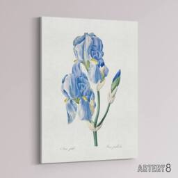 "Artery8 Iris Pallida Botanical Redoute Vintage Canvas Wall Art in White - Size: W18"" x H24""" - thumbnail 2