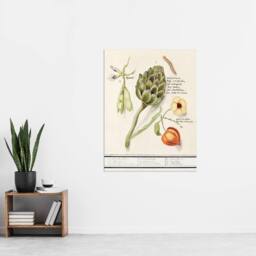 "Artery8 Artichoke Broad beans & Groundcherry de Boodt Wall Art Poster Print in White - Size: W18"" x H24""" - thumbnail 4