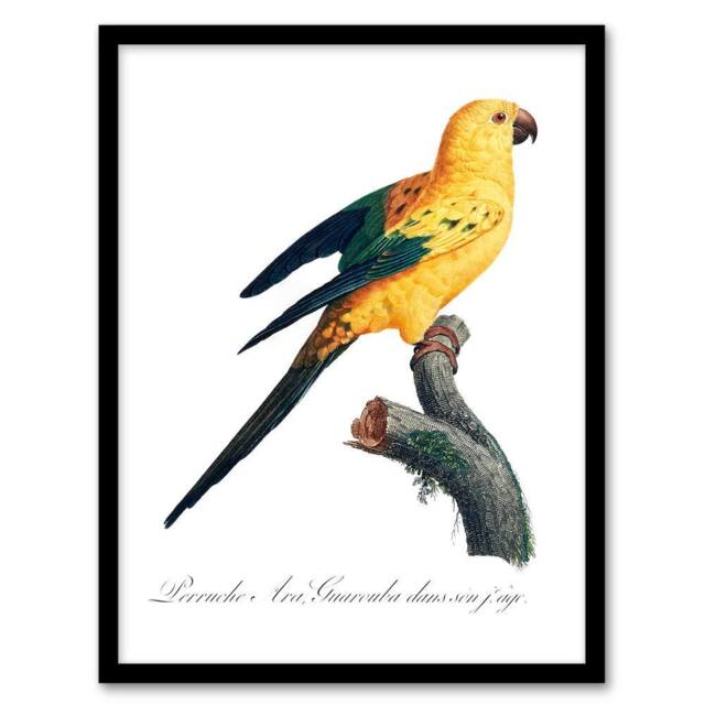 Artery8 Francois Levaillant Framed Wall Art Print Female Sun Parakeet Bird in White - Size: A4 - image 1