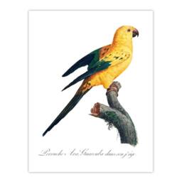 Artery8 Francois Levaillant Framed Wall Art Print Female Sun Parakeet Bird in White - Size: A4 - thumbnail 3