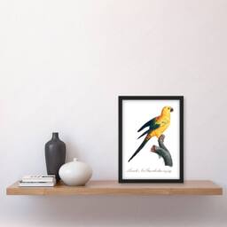 Artery8 Francois Levaillant Framed Wall Art Print Female Sun Parakeet Bird in White - Size: A4 - thumbnail 2
