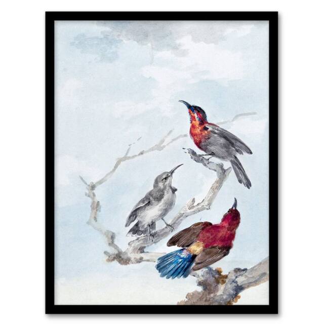 Artery8 Aert Schouman Framed Wall Art Three Crimson Sunbirds Watercolour in Blue - Size: A4 - image 1