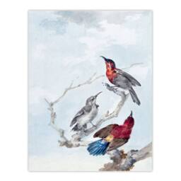 Artery8 Aert Schouman Framed Wall Art Three Crimson Sunbirds Watercolour in Blue - Size: A4 - thumbnail 3