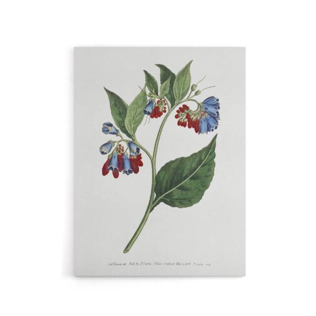 "Artery8 Sansom Vintage Botanical Prickley Comfrey Flowers Canvas Art Print in White - Size: W12"" x H16""" - image 1