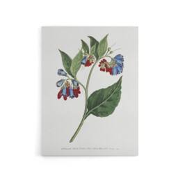 "Artery8 Sansom Vintage Botanical Prickley Comfrey Flowers Canvas Art Print in White - Size: W12"" x H16""" - thumbnail 1