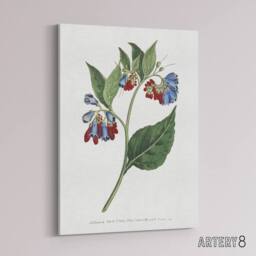 "Artery8 Sansom Vintage Botanical Prickley Comfrey Flowers Canvas Art Print in White - Size: W12"" x H16""" - thumbnail 2