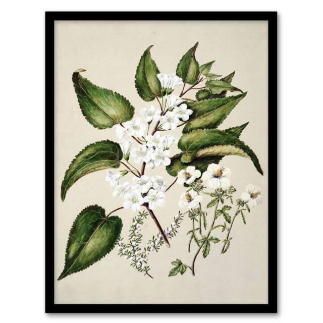 Artery8 Hibiscus & Saltmarsh Ribbonwood Flowers Featon Framed Wall Art Print in Beige - Size: A4 - image 1