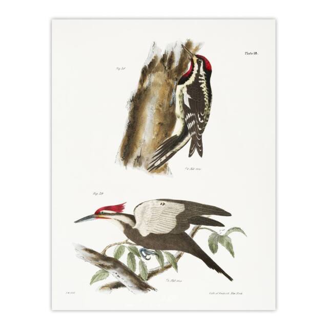 "Artery8 James De Kay Yellow Bellied & Crested Woodpecker Wall Art Print in White - Size: W12"" x H16""" - image 1