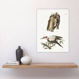 "Artery8 James De Kay Yellow Bellied & Crested Woodpecker Wall Art Print in White - Size: W12"" x H16""" - thumbnail 4