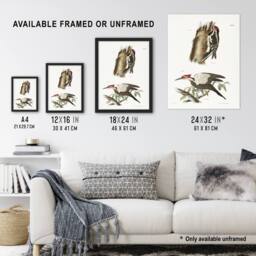 "Artery8 James De Kay Yellow Bellied & Crested Woodpecker Wall Art Print in White - Size: W12"" x H16""" - thumbnail 3