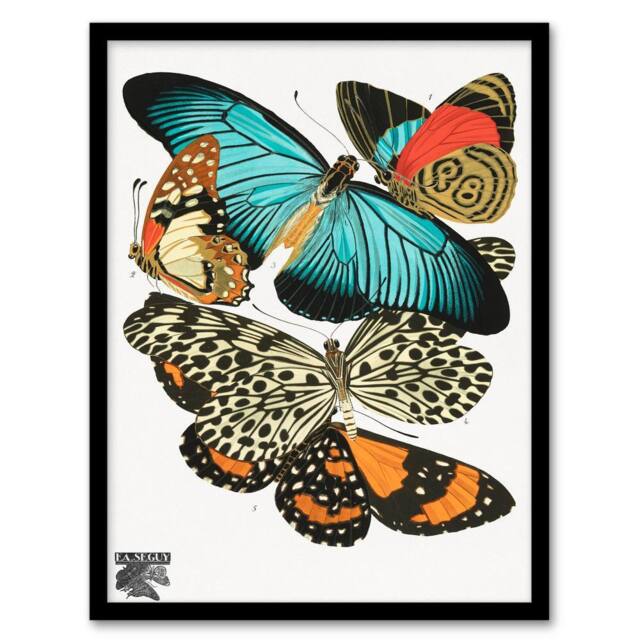 Artery8 Eugene Seguy Framed Wall Art Vintage Butterflies Blue & Orange - Size: A4 - image 1