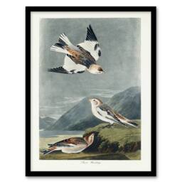 Artery8 John James Audubon Framed Wall Art Birds of America Snow Bunting in Grey - Size: A4 - thumbnail 1
