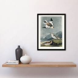Artery8 John James Audubon Framed Wall Art Birds of America Snow Bunting in Grey - Size: A4 - thumbnail 2