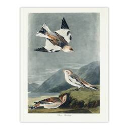 Artery8 John James Audubon Framed Wall Art Birds of America Snow Bunting in Grey - Size: A4 - thumbnail 3