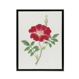 "Artery8 Red Flower Framed Canvas Wall Art Print Vintage Japanese Botanical - Size: W12"" x H16""" - thumbnail 1