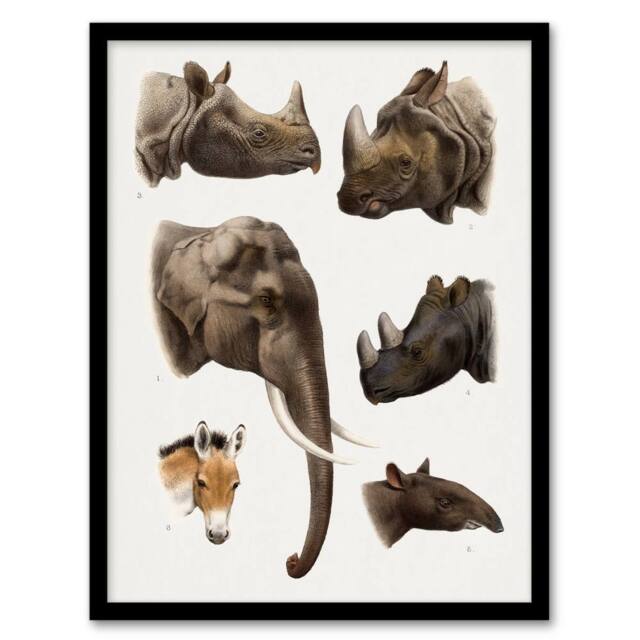 Artery8 Animals Vintage Illustration Lydekker Framed Wall Art Print in White - Size: A4 - image 1