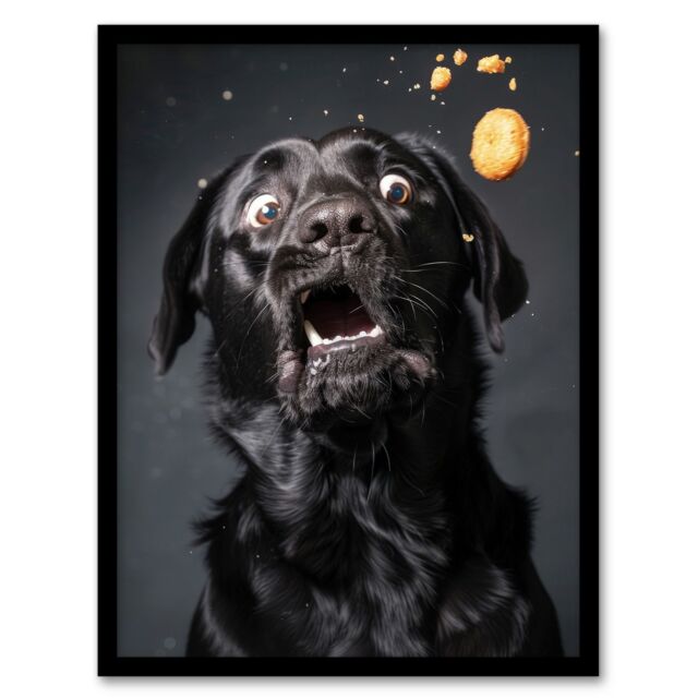 Artery8 Wall Art Print Funny Black Labrador Dog Lover Treat Catch Photo Art Framed Poster - Size: A4 - image 1