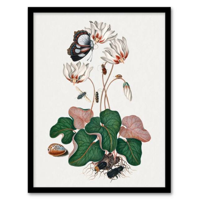 Artery8 Cyclamen Butterfly Beetles & Shell Bolton Framed Wall Art Print in White - Size: A4 - image 1