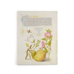 "Artery8 Beetle Flowers & Gourd Calligraphy Canvas Wall Art Print - Size: W12"" x H16""" - thumbnail 1