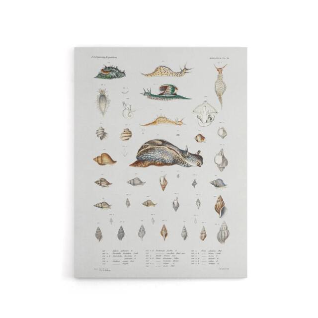 "Artery8 Snail varieties & shells Augustus Gould Canvas Wall Art Print in White - Size: W12"" x H16""" - image 1