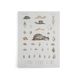 "Artery8 Snail varieties & shells Augustus Gould Canvas Wall Art Print in White - Size: W12"" x H16""" - thumbnail 1