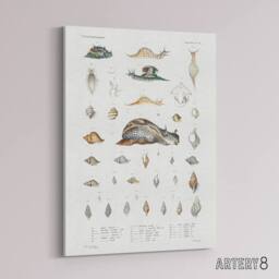 "Artery8 Snail varieties & shells Augustus Gould Canvas Wall Art Print in White - Size: W12"" x H16""" - thumbnail 2