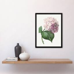Artery8 Hydrangea Botanical Illustration Redoute Vintage Framed Wall Art Print in White - Size: A4 - thumbnail 4
