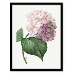 Artery8 Hydrangea Botanical Illustration Redoute Vintage Framed Wall Art Print in White - Size: A4 - thumbnail 1