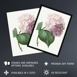 Artery8 Hydrangea Botanical Illustration Redoute Vintage Framed Wall Art Print in White - Size: A4 - thumbnail 2