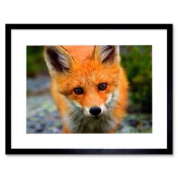"Artery8 Baby Fox Woodland Animal Wildlife Photo 12x16"" Framed Wall Art in Orange - Size: W12"" x H16""" - thumbnail 1