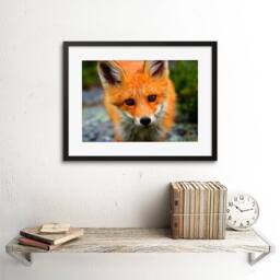 "Artery8 Baby Fox Woodland Animal Wildlife Photo 12x16"" Framed Wall Art in Orange - Size: W12"" x H16""" - thumbnail 2