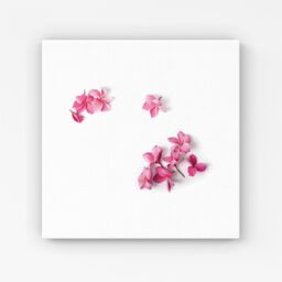 Warren Reed - Designer Pink Frangipani Flowers Canvas - Size: w40 inch x h40 inch - thumbnail 1