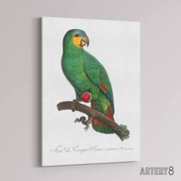 "Artery8 The Orange Winged Amazon Parrot Levaillant Canvas Wall Art Print in White - Size: W12"" x H16""" - thumbnail 2